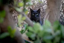 “It’s a moggy!” Expert weighs in as another big cat ‘spotted’ in English countryside