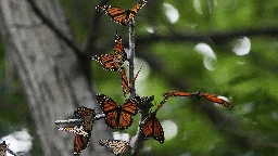 Monarch butterflies to be listed as a threatened species in US