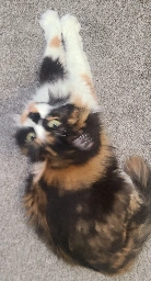 Blurry picture of a cat