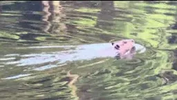 Beaver Swimming and Hunting at Beaver Pond - White Woods - Morris, Connecticut - August 8, 2024