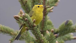 Birds in North America will be renamed to avoid any 'harmful' historical associations with people