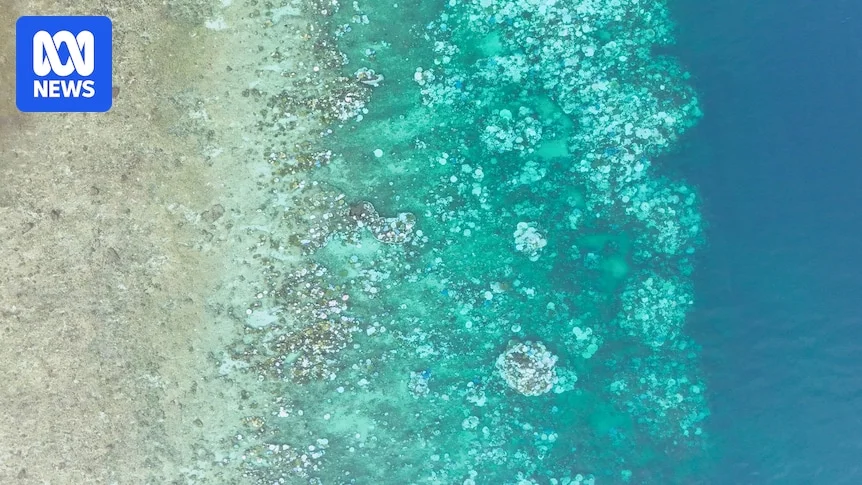 'Our worst fears': Scientists warn of damage to Great Barrier Reef