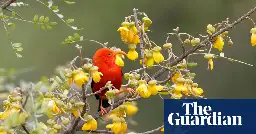 Millions of mosquitoes released in Hawaii to save rare birds from extinction