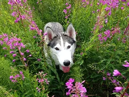 Privater Huskyurlaub im Sommer  | 7 Tage | Blockhüttenübernachtung