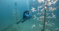 A Desperate Push to Save Florida’s Coral: Get It Out of the Sea