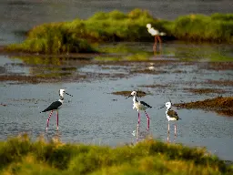 Pied Stilts (Himantopus leucocephalus) - Kedron Brook Wetlands Reserve, Brisbane, Australia - October 2024