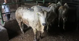 Malaysia suspends Australian live cattle exports