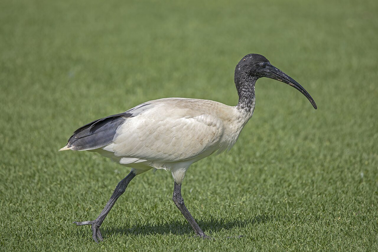 An Australian white ibis, a bird with white feathers, black head, long legs, and a long beak. 