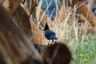 Steller's jay showing off its mohawk