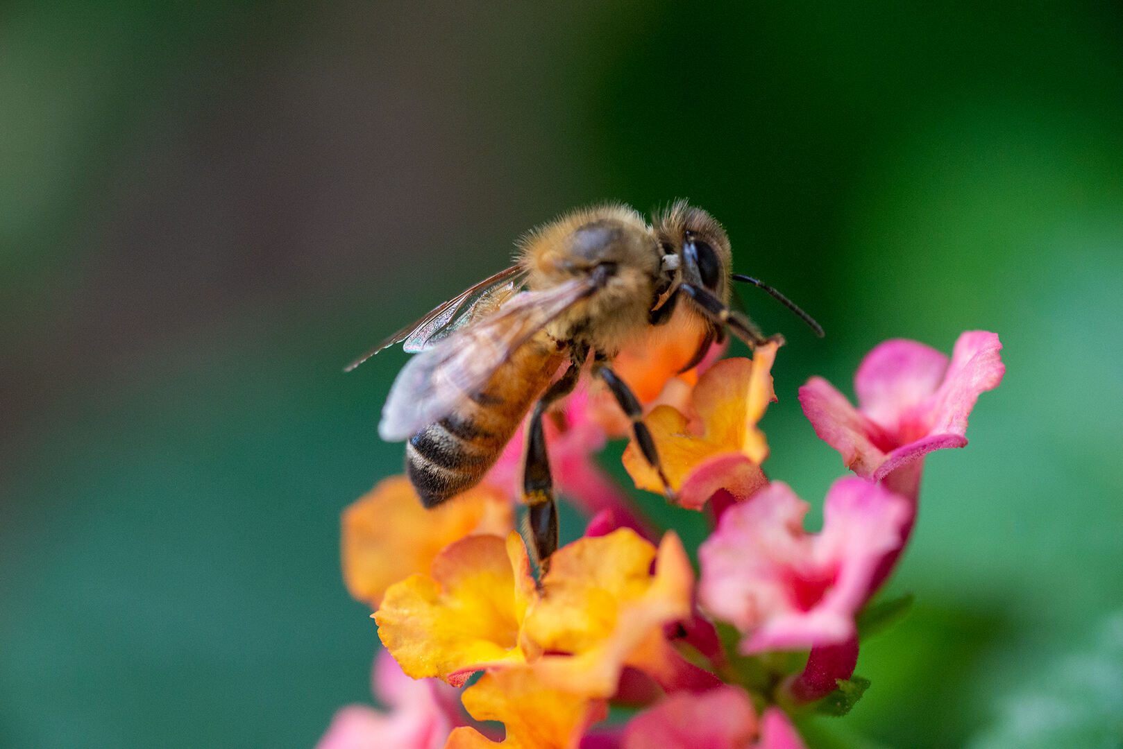 Same bee from earlier but on a different flower - Lemmy.world