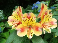 Alstroemeria aurea