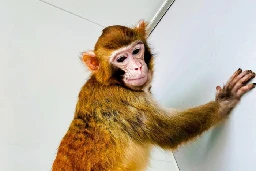 Chinese scientists clone first rhesus monkey to live into adulthood