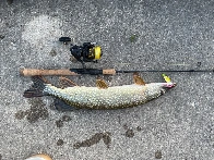 Looking for sheepshead, found pike