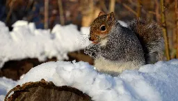 5 conseils pour préserver les oiseaux, les écureuils et les hérissons pendant l’hiver  - France Bleu
