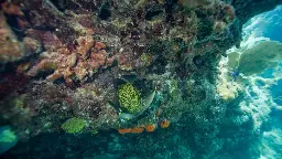 Florida coral reef still struggling after 2023 heat wave