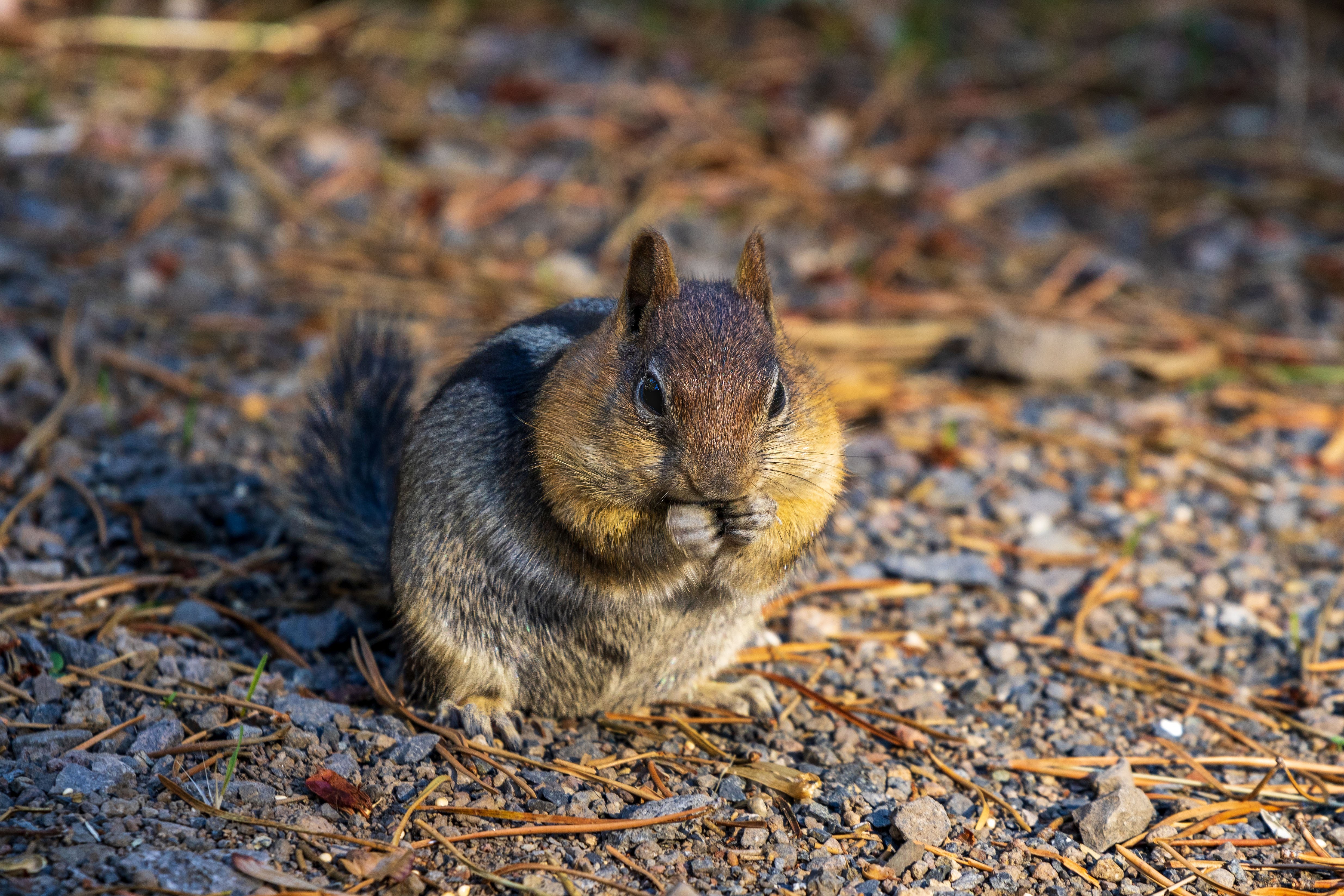 Daily ground squirrel