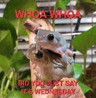 my frogs' favorite day of the week