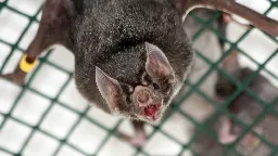 Vampire Bats "French Kiss" With Mouthfuls Of Blood To Develop Social Bonds