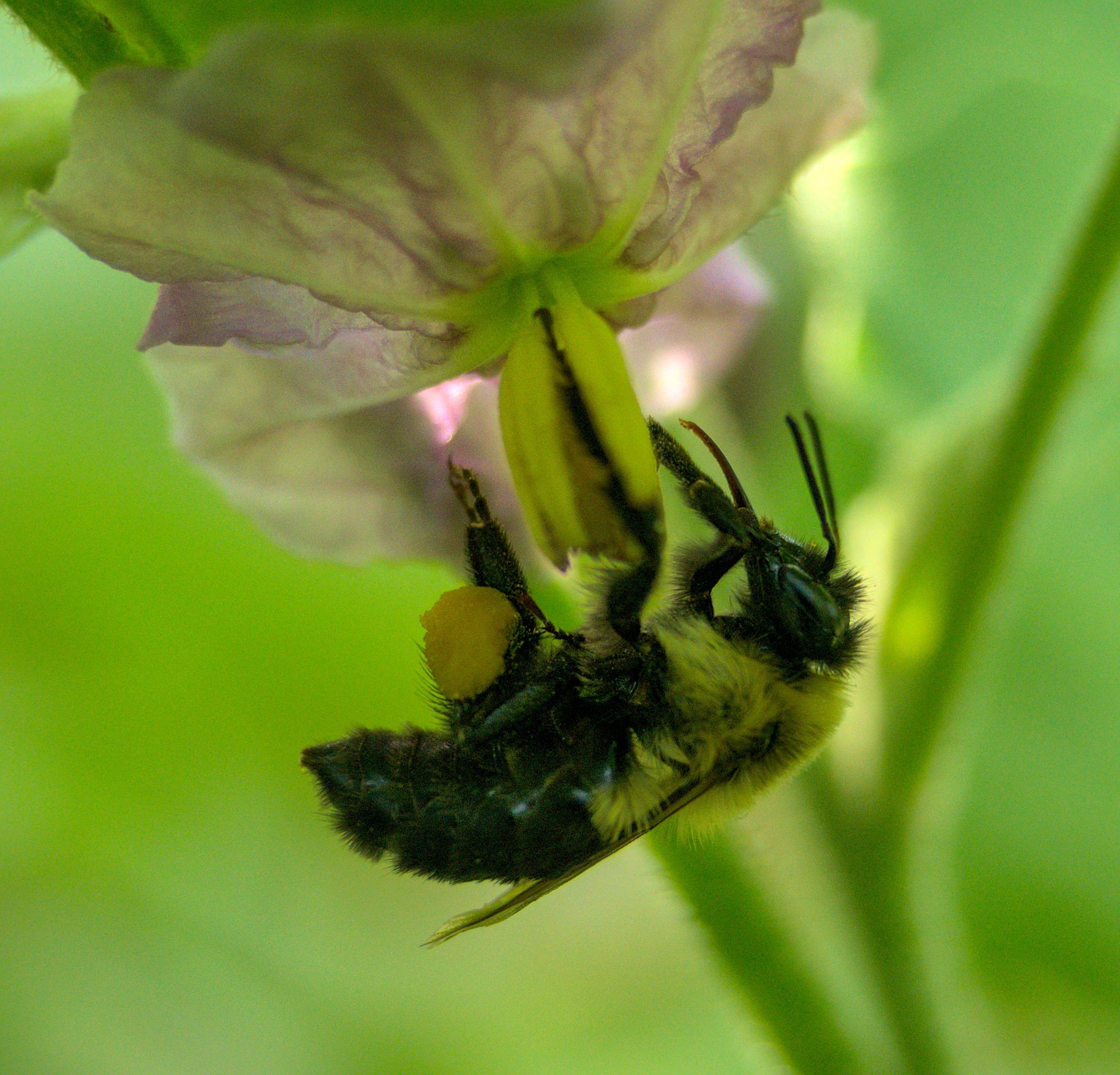 Overflowing pollen pockets