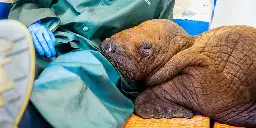 Researchers in Alaska rescued a walrus too young to be away from his mother. Now, his treatment plan includes 24/7 care and cuddles.
