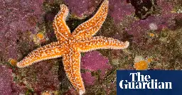 Starfish ‘arms’ are actually extensions of their head, scientists say
