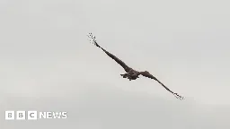 White-tailed eagles: Footage reveals 'miracle chick' in flight
