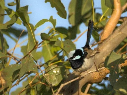 Male Superb Fairy Wren (Malurus cyaneus) - Kedron Brook Wetlands Reserve, Brisbane, Australia - August 2024