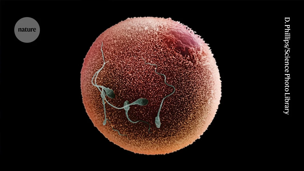 AlphaFold reveals how sperm and egg hook up in intimate detail