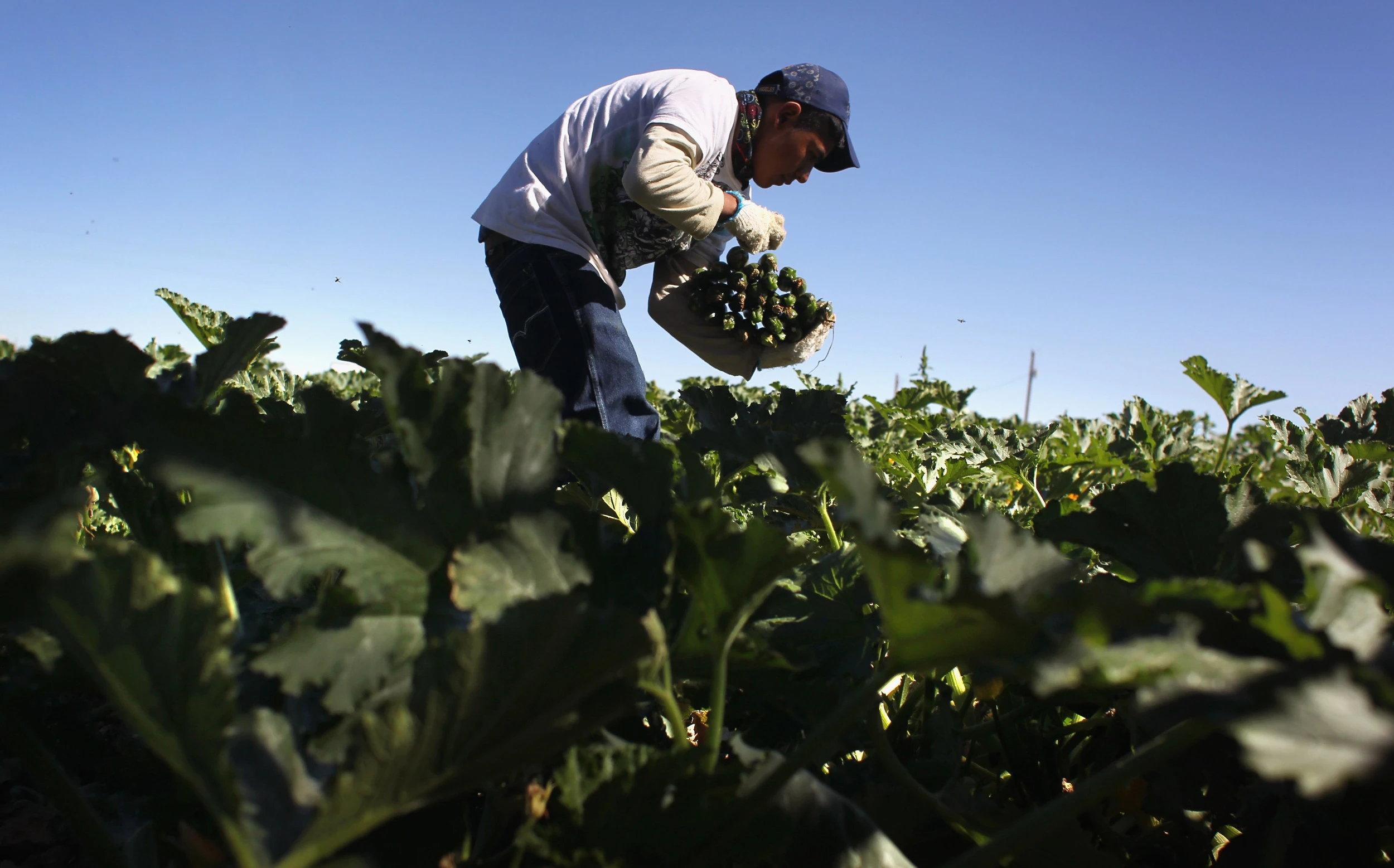 Donald Trump's deportation plan causes 'panic' among farmers