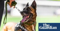 California city to pay woman nearly $1m after police dog tore out her scalp