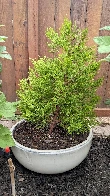 This Monterey Cypress got a decent pruning to start bonsai training