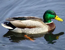 Duck test - Wikipedia