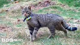 Wildcats thriving in Scottish Highlands conservation project