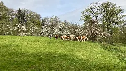 Stark schwankende Milchpreise für Milchbauern: So will Özdemir die Landwirte in BW entlasten