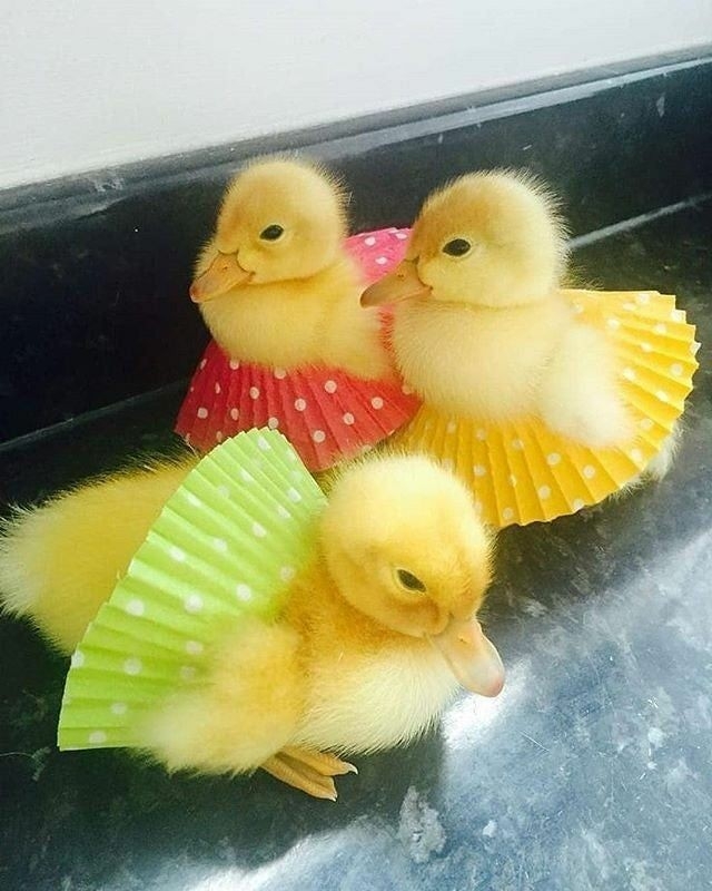 DuckMuffins