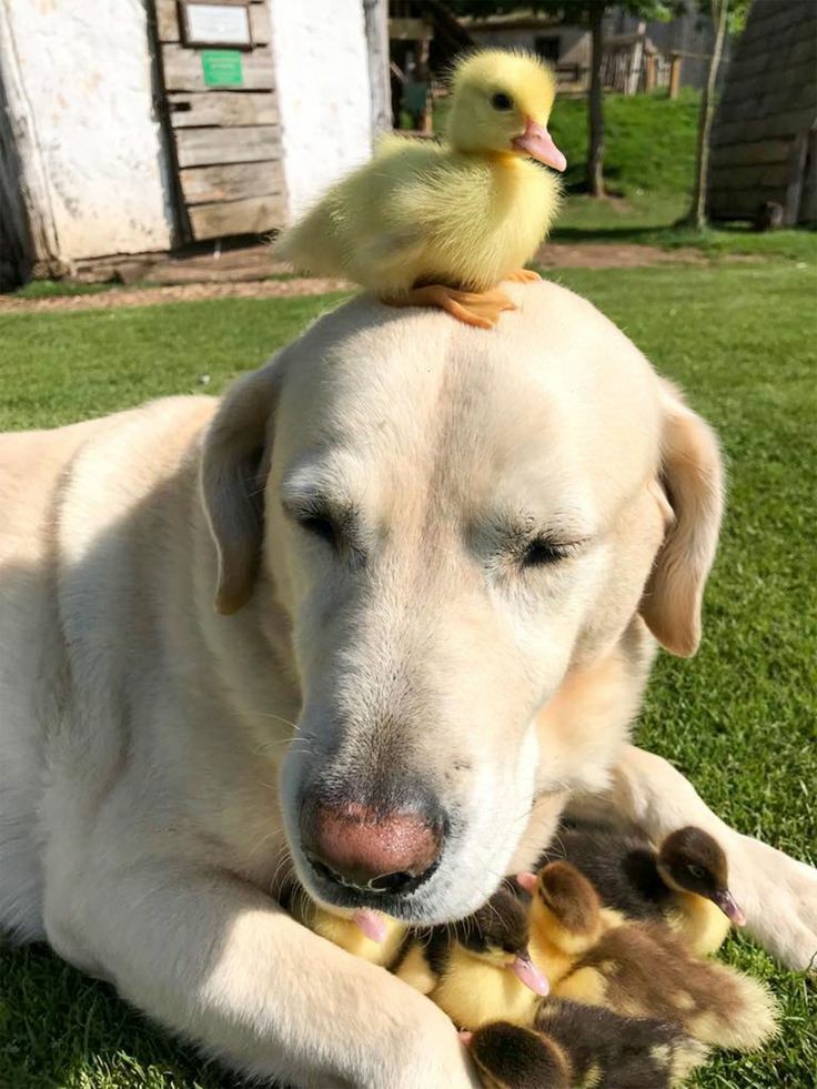 these duck are for sure not barking around