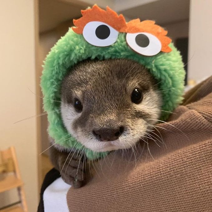 Otter the Grouch