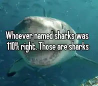 🦈🦈🦈