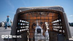 US dog breeder fined $35m after 4,000 beagles rescued