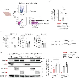 Microglial cannabinoid receptor type 1 mediates social memory deficits in mice produced by adolescent THC exposure and 16p11.2 duplication - Nature Communications