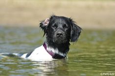 stabyhoun in lake with just neck and head out of water one ear flopped back