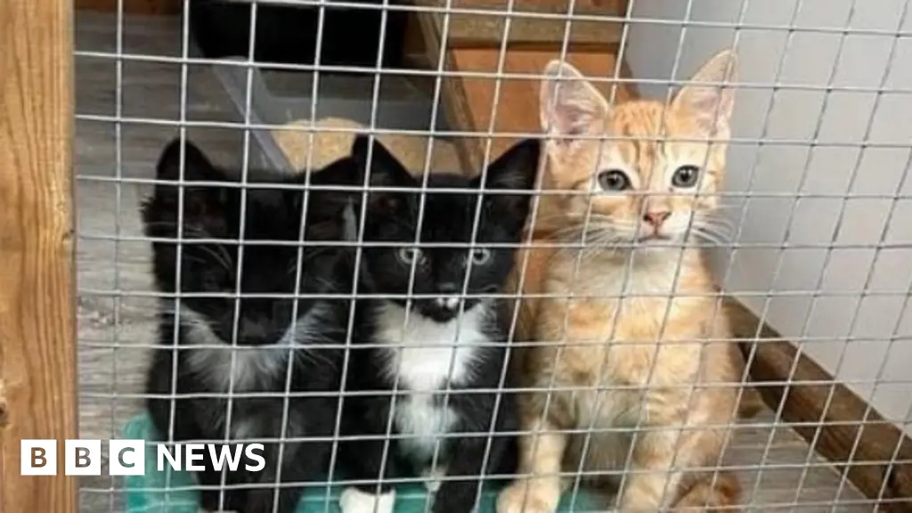 Kittens being found dead as Cats Protection struggles to cope with demand - BBC News