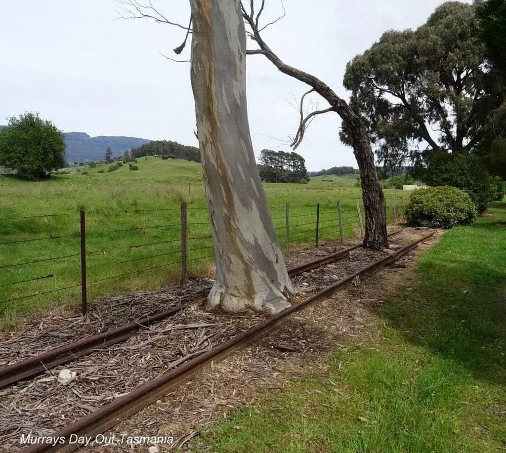 Some Old Tracks in Tasmania