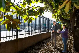 Study: Trees, Bushes Near Highways Can Significantly Reduce Air Pollution