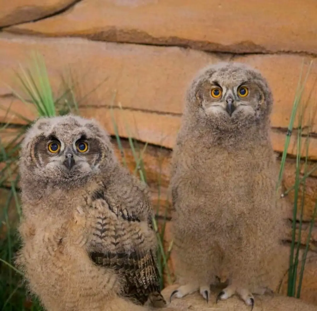 A Dozen Eggs - National Aviary's Successful Owl Breeding Program