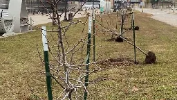 60 trees uprooted by vandals, thrown into Mississippi River in St. Paul