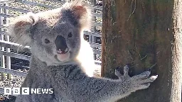 Claude the koala unmasked as prolific plant thief in Australia
