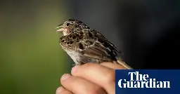 Florida grasshopper sparrow: scientists hail resurgence of endangered bird