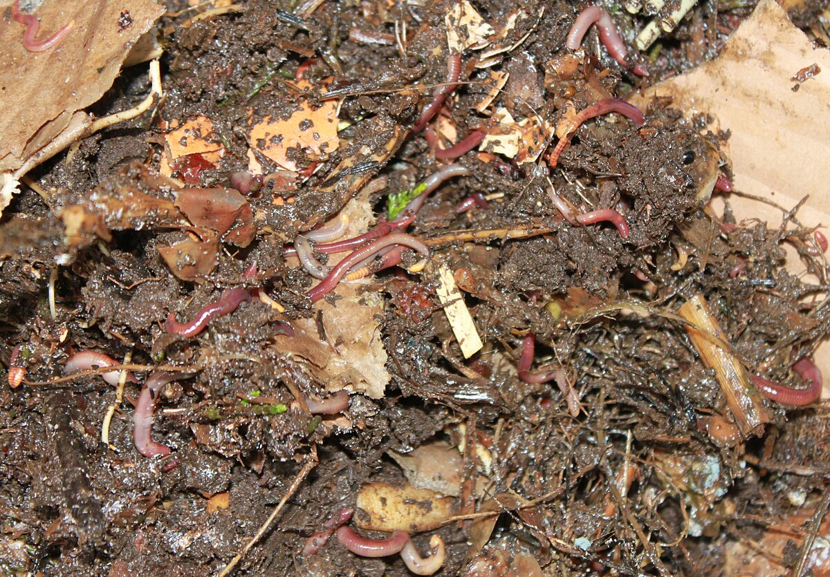 Vermicompost - Wikipedia