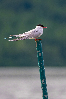 Arctic Tern [OC]